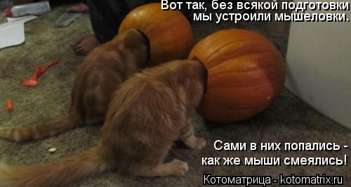 Вот так, без всякой подготовки мы устроили мышеловки. Сами в них попались - как же мыши смеялись!... Котоматрица: Вот так, без всякой подготовки мы устроили мышеловки. Сами в них попались - как же мыши смеялись!