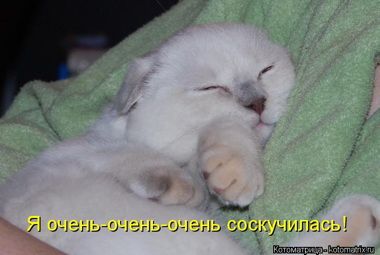 Котоматрица: Я очень-очень-очень соскучилась!