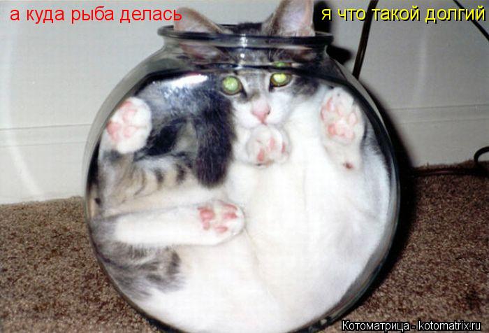 а куда рыба делась я что такой долгий... Котоматрица: а куда рыба делась я что такой долгий