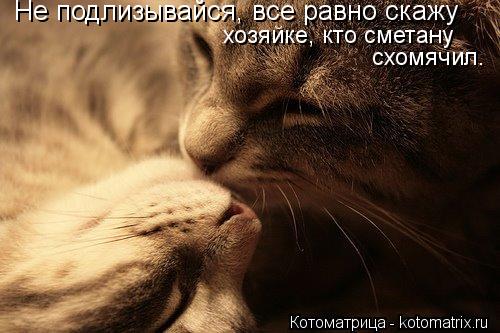 Не подлизывайся, все равно скажу хозяйке, кто сметану схомячил.... Котоматрица: Не подлизывайся, все равно скажу хозяйке, кто сметану схомячил.