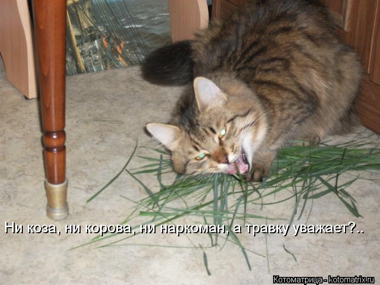 Котоматрица: Ни коза, ни корова, ни наркоман, а травку уважает?..