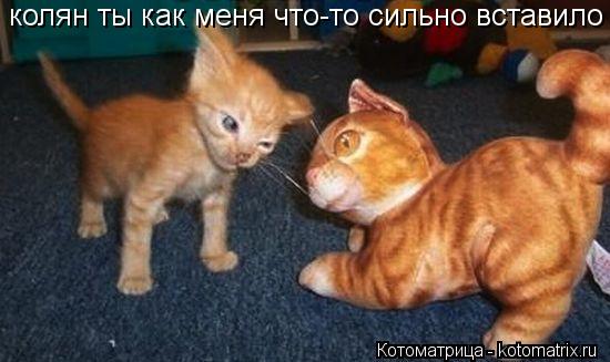 колян ты как меня что-то сильно вставило... Котоматрица: колян ты как меня что-то сильно вставило