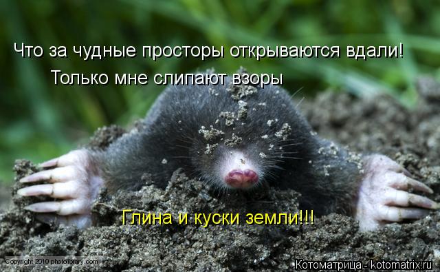 Что за чудные просторы открываются вдали! Только мне слипают взоры Глина и куски земли!!!... Котоматрица: Что за чудные просторы открываются вдали! Только мне слипают взоры Глина и куски земли!!!