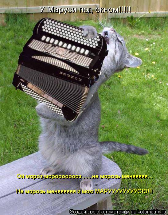 Котоматрица: ниндзя го
