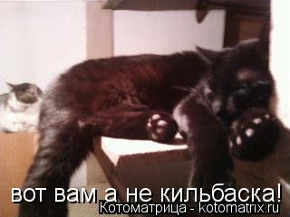 вот вам а не кильбаска!... Котоматрица: вот вам а не кильбаска!