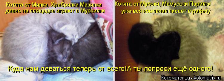 Котята от Милки, Храбрилки Мазилки давно на площадке играют в Мурзилки Котята от Муськи, Мамуськи Пар... Котоматрица: Котята от Милки, Храбрилки Мазилки давно на площадке играют в Мурзилки Котята от Муськи, Мамуськи Парилки уже вся компания писает в рифму К