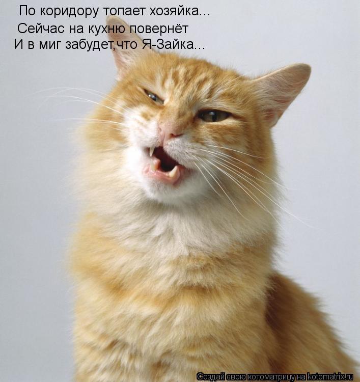 Котоматрица: По коридору топает хозяйка... Сейчас на кухню повернёт И в миг забудет,что Я-Зайка...