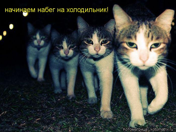 начинаем набег на холодильник!... Котоматрица: начинаем набег на холодильник!