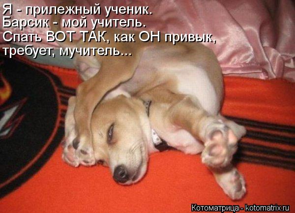 требует, мучитель... Спать ВОТ ТАК, как ОН привык, Барсик - мой учитель. Я - прилежный ученик.... Котоматрица: требует, мучитель... Спать ВОТ ТАК, как ОН привык, Барсик - мой учитель. Я - прилежный ученик.