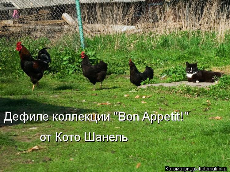 Дефиле коллекции "Bon Appetit!" от Кото Шанель... Котоматрица: Дефиле коллекции "Bon Appetit!" от Кото Шанель