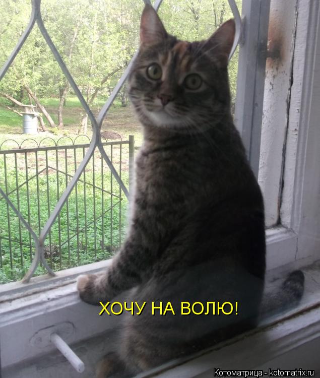 ХОЧУ НА ВОЛЮ!... Котоматрица: ХОЧУ НА ВОЛЮ!
