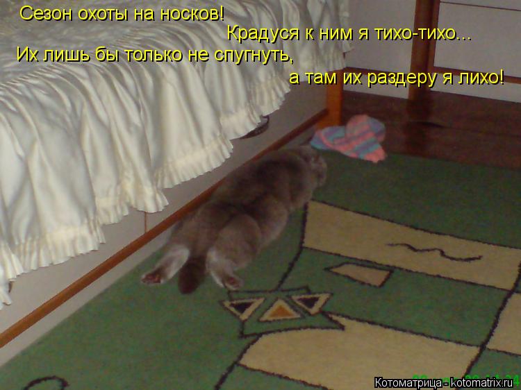 Котоматрица: Сезон охоты на носков! Крадуся к ним я тихо-тихо... Их лишь бы только не спугнуть, а там их раздеру я лихо!