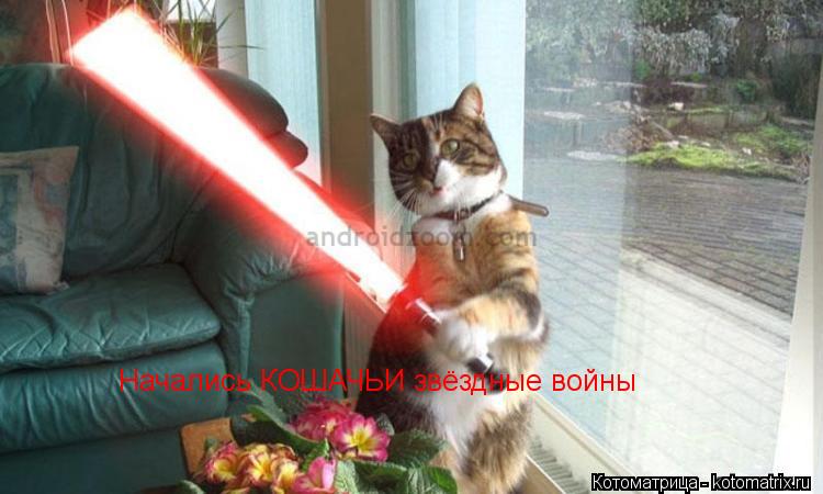 Котоматрица: Начались КОШАЧЬИ звёздные войны