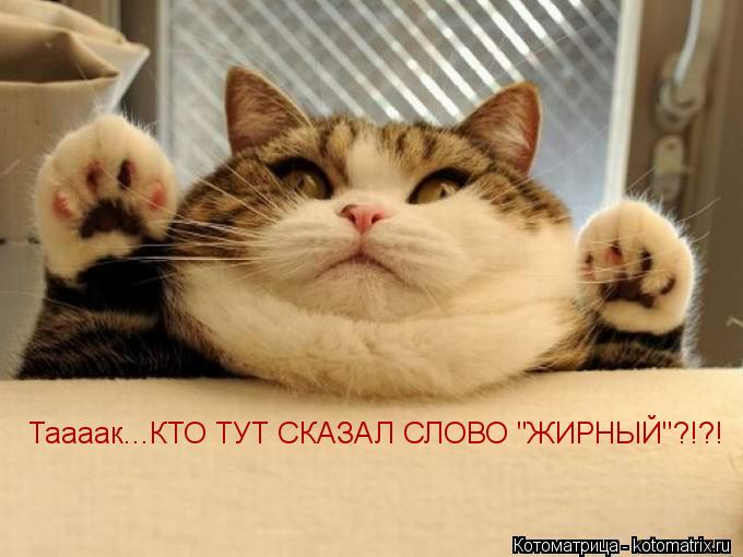 Таааак...КТО ТУТ СКАЗАЛ СЛОВО "ЖИРНЫЙ"?!?!... Котоматрица: Таааак...КТО ТУТ СКАЗАЛ СЛОВО "ЖИРНЫЙ"?!?!