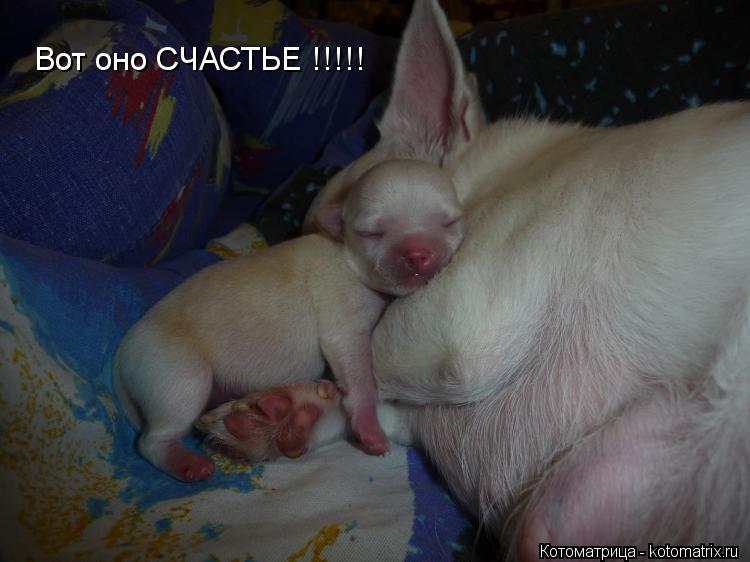 Вот оно СЧАСТЬЕ !!!!!... Котоматрица: Вот оно СЧАСТЬЕ !!!!!