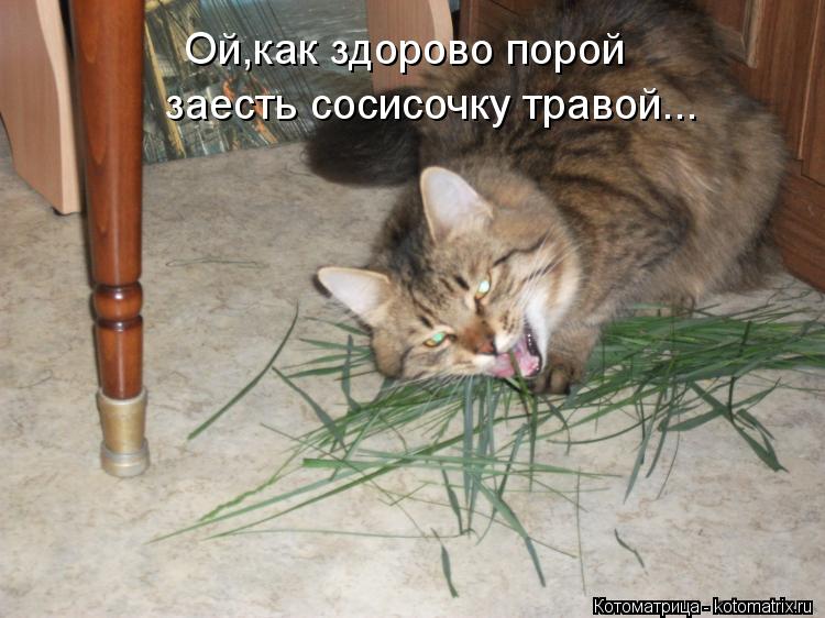 Ой,как здорово порой заесть сосисочку травой...... Котоматрица: Ой,как здорово порой заесть сосисочку травой...
