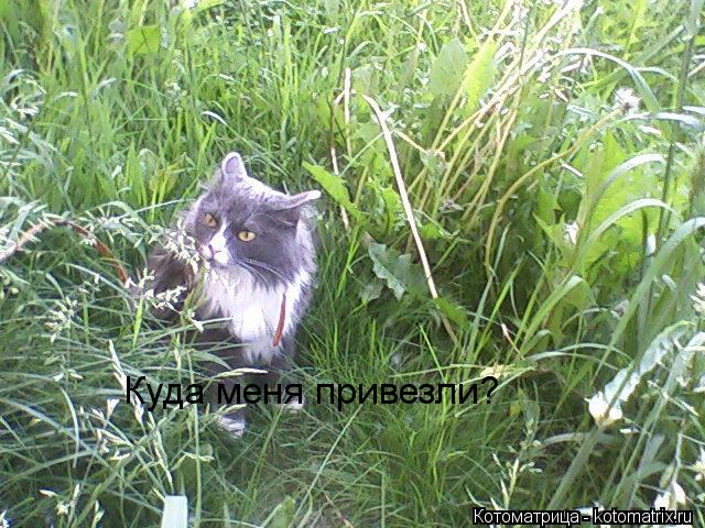Куда меня привезли?... Котоматрица: Куда меня привезли?