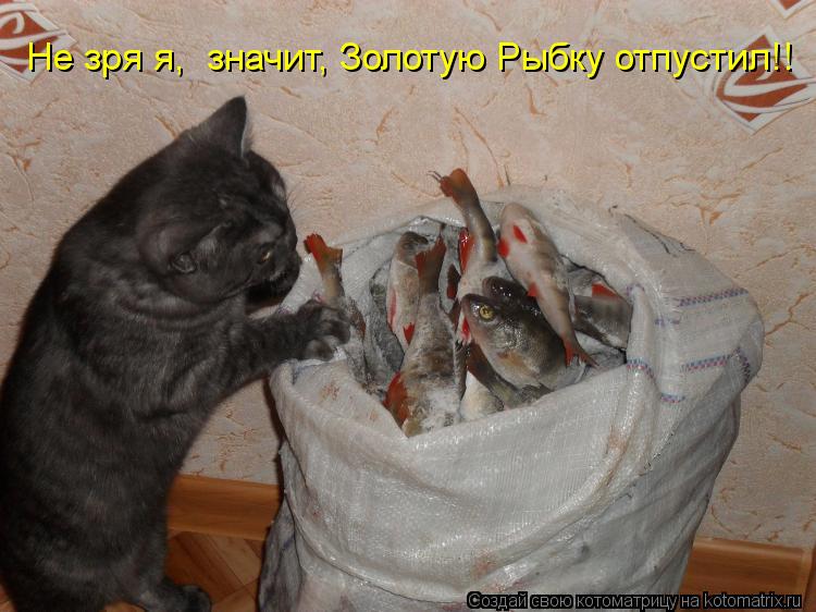 Котоматрица: Не зря я,  значит, Золотую Рыбку отпустил!!