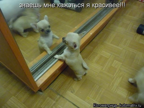 знаешь мне кажэться я красивее!!!... Котоматрица: знаешь мне кажэться я красивее!!!