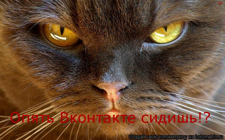 Опять Вконтакте сидишь!?... Котоматрица: Опять Вконтакте сидишь!?