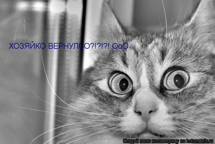 ХОЗЯЙКО ВЕРНУЛСО?!?!?! ОоО... Котоматрица: ХОЗЯЙКО ВЕРНУЛСО?!?!?! ОоО