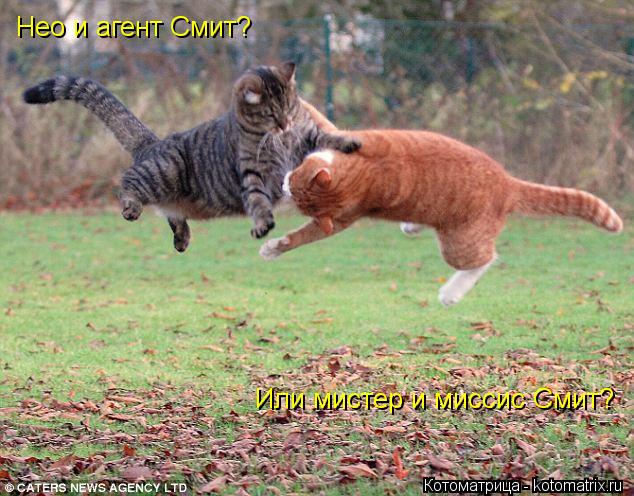 Нео и агент Смит? Или мистер и миссис Смит?... Котоматрица: Нео и агент Смит? Или мистер и миссис Смит?
