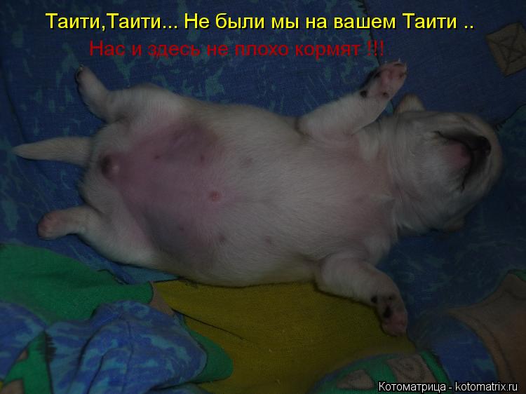 Таити,Таити... Не были мы на вашем Таити .. Нас и здесь не плохо кормят !!!... Котоматрица: Таити,Таити... Не были мы на вашем Таити .. Нас и здесь не плохо кормят !!!