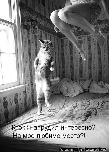 Котоматрица: Кто ж напрудил интересно? На моё любимо место?!