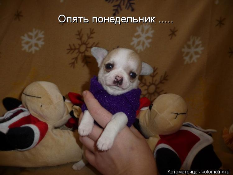 Котоматрица: Опять понедельник .....