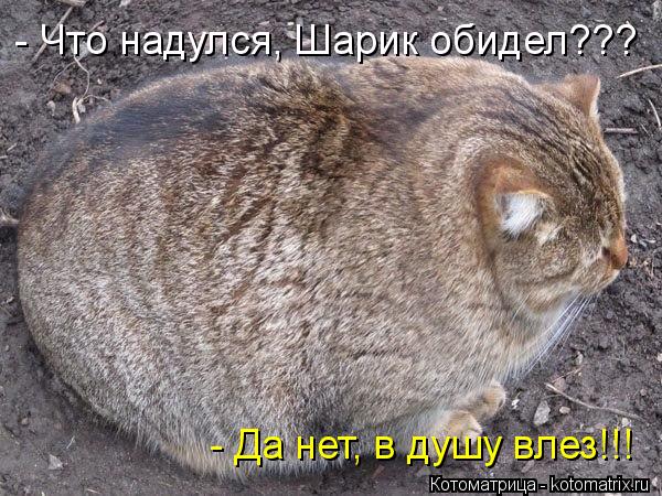 - Что надулся, Шарик обидел??? - Да нет, в душу влез!!!... Котоматрица: - Что надулся, Шарик обидел??? - Да нет, в душу влез!!!