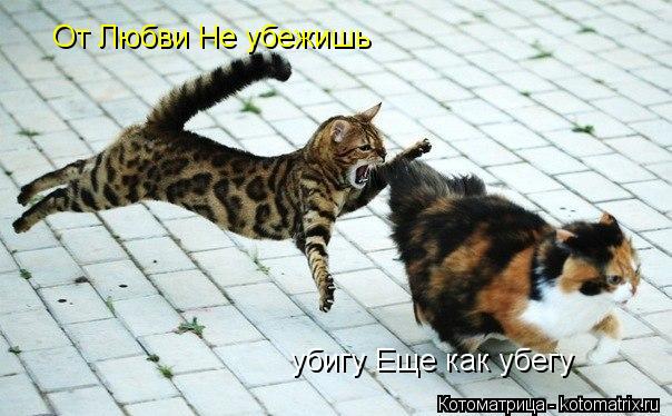 От Любви Не убежишь убигу Еще как убегу... Котоматрица: От Любви Не убежишь убигу Еще как убегу