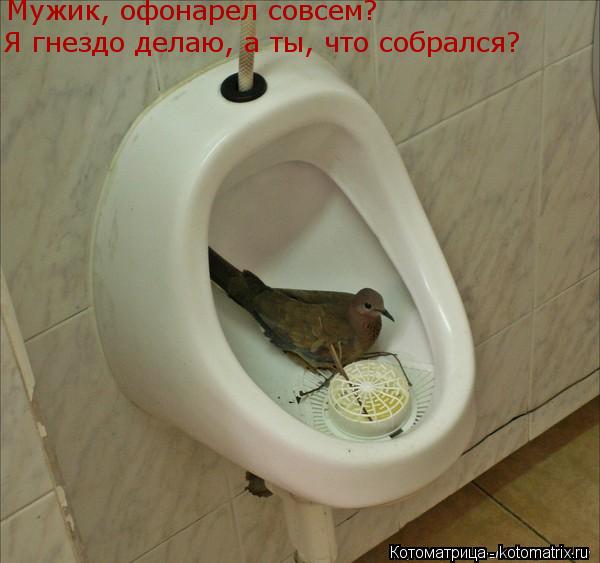 Мужик, офонарел совсем? Я гнездо делаю, а ты, что собрался?... Котоматрица: Мужик, офонарел совсем? Я гнездо делаю, а ты, что собрался?