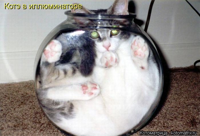 Котоматрица: Котэ в иллюминаторе