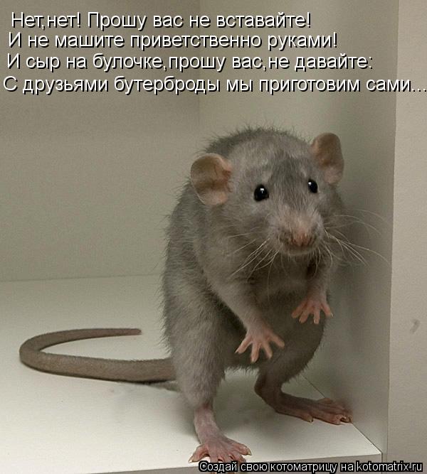 Нет,нет! Прошу вас не вставайте! И не машите приветственно руками! И сыр на булочке,прошу вас,не дава... Котоматрица: Нет,нет! Прошу вас не вставайте! И не машите приветственно руками! И сыр на булочке,прошу вас,не давайте: С друзьями бутерброды мы приготовим