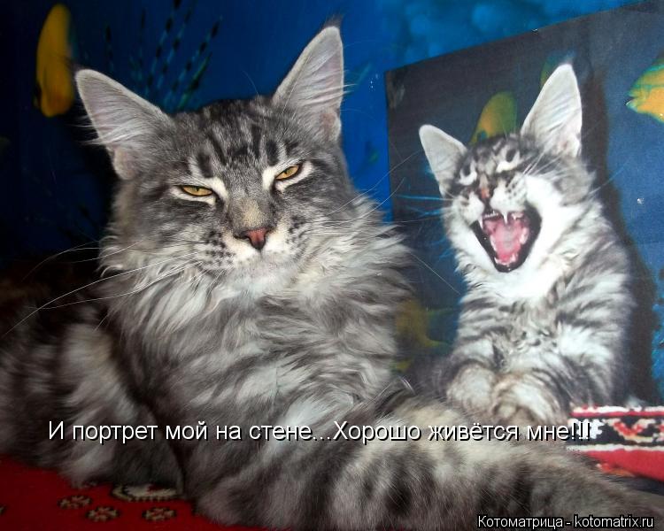 И портрет мой на стене...Хорошо живётся мне!!!... Котоматрица: И портрет мой на стене...Хорошо живётся мне!!!