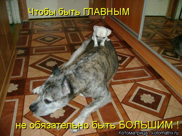 Чтобы быть ГЛАВНЫМ не обязательно быть БОЛЬШИМ !... Котоматрица: Чтобы быть ГЛАВНЫМ не обязательно быть БОЛЬШИМ !