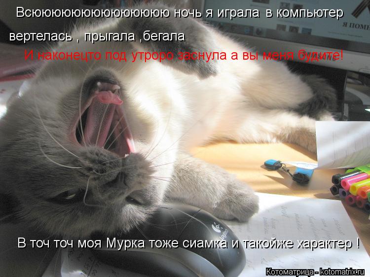 Всюююююююююююююю ночь я играла в компьютер вертелась , прыгала ,бегала И наконецто под утроро заснула... Котоматрица: Всюююююююююююююю ночь я играла в компьютер вертелась , прыгала ,бегала И наконецто под утроро заснула а вы меня будите! В точ точ моя Мурка т