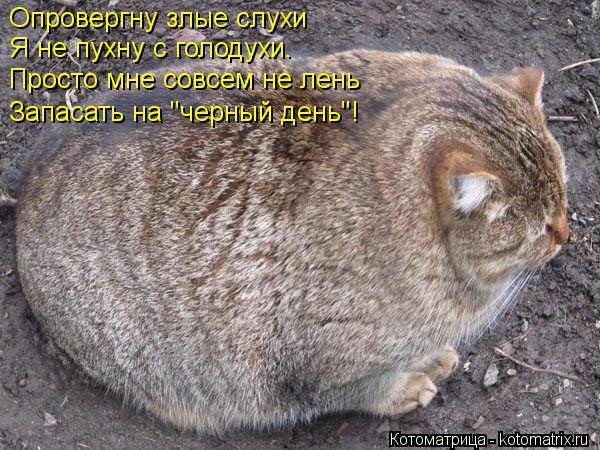 Опровергну злые слухи Я не пухну с голодухи. Просто мне совсем не лень Запасать на "черный день"!... Котоматрица: Опровергну злые слухи Я не пухну с голодухи. Просто мне совсем не лень Запасать на "черный день"!