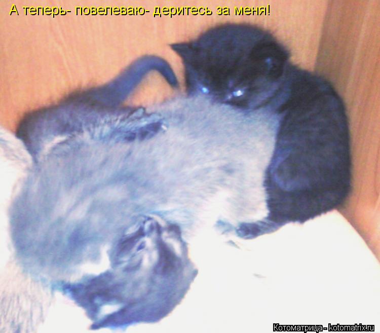 А теперь- повелеваю- деритесь за меня!... Котоматрица: А теперь- повелеваю- деритесь за меня!