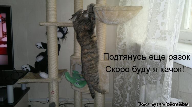 Подтянусь еще разок Скоро буду я качок!... Котоматрица: Подтянусь еще разок Скоро буду я качок!