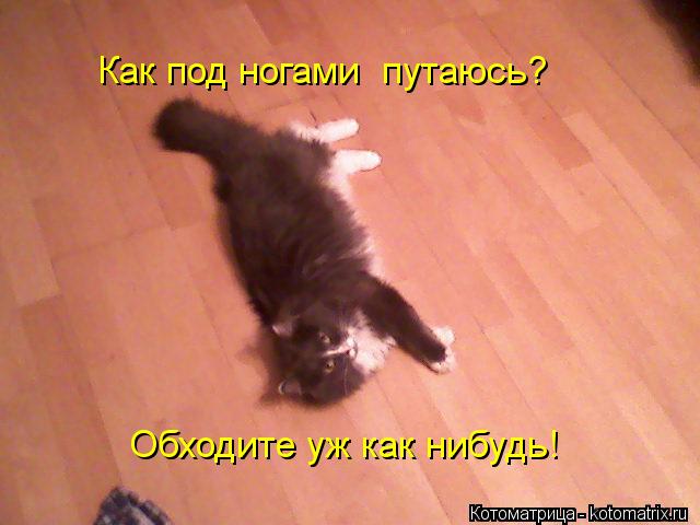 Как под ногами путаюсь? Обходите уж как нибудь!... Котоматрица: Как под ногами путаюсь? Обходите уж как нибудь!