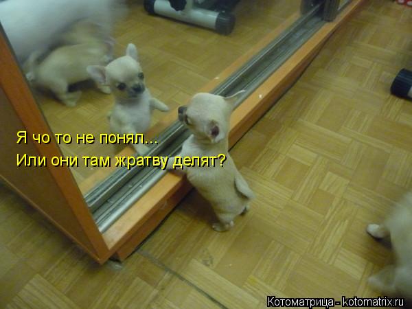 Я чо то не понял... Или они там жратву делят?... Котоматрица: Я чо то не понял... Или они там жратву делят?