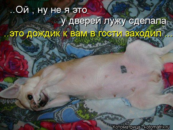 ..Ой , ну не я это у дверей лужу сделала ..это дождик к вам в гости заходил ....... Котоматрица: ..Ой , ну не я это у дверей лужу сделала ..это дождик к вам в гости заходил ....