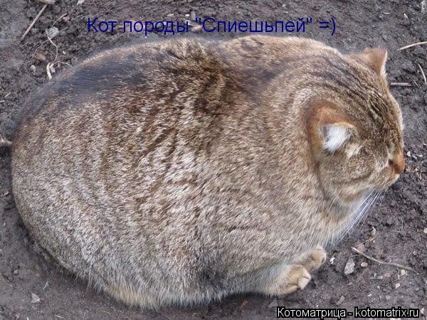 Кот породы "Спиешьпей" =)... Котоматрица: Кот породы "Спиешьпей" =)
