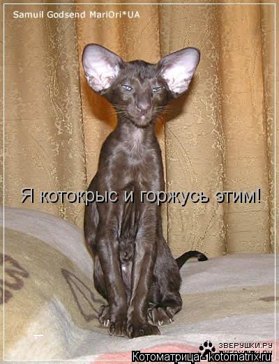 Котоматрица: Я котокрыс и горжусь этим!
