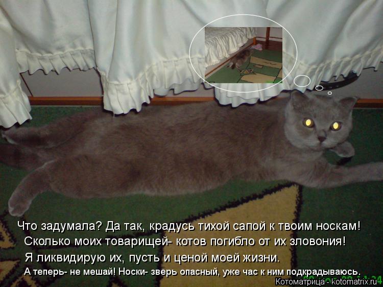 Что задумала? Да так, крадусь тихой сапой к твоим носкам! Сколько моих товарищей- котов погибло от их... Котоматрица: Что задумала? Да так, крадусь тихой сапой к твоим носкам! Сколько моих товарищей- котов погибло от их зловония! Я ликвидирую их, пусть и ценой