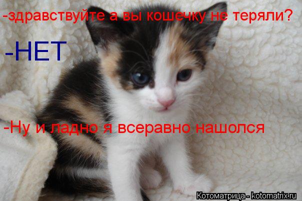 -здравствуйте а вы кошечку не теряли? -НЕТ -Ну и ладно я всеравно нашолся... Котоматрица: -здравствуйте а вы кошечку не теряли? -НЕТ -Ну и ладно я всеравно нашолся