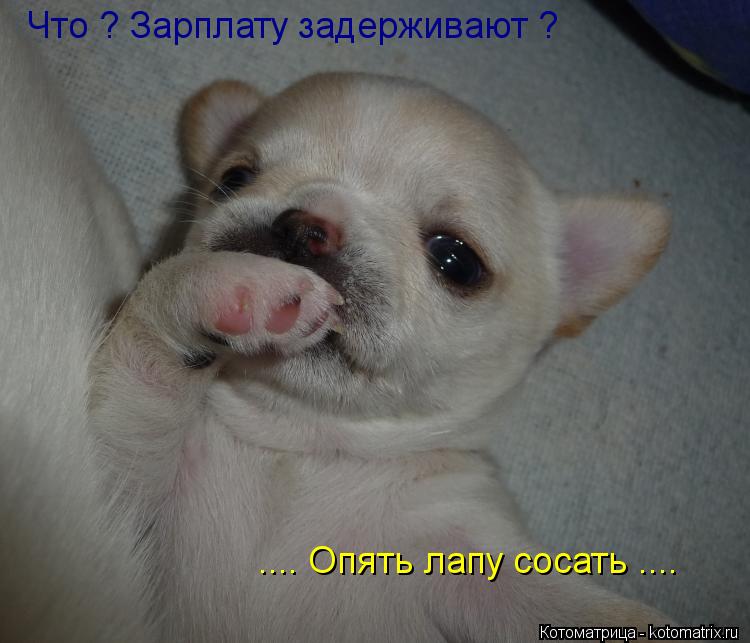 Что ? Зарплату задерживают ? .... Опять лапу сосать ....... Котоматрица: Что ? Зарплату задерживают ? .... Опять лапу сосать ....