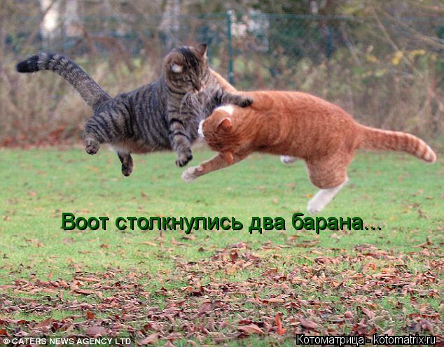 Котоматрица: Воот столкнулись два барана...