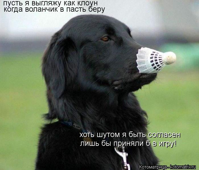 пусть я выгляжу как клоун когда воланчик в пасть беру хоть шутом я быть согласен лишь бы приняли б в ... Котоматрица: пусть я выгляжу как клоун когда воланчик в пасть беру хоть шутом я быть согласен лишь бы приняли б в игру!